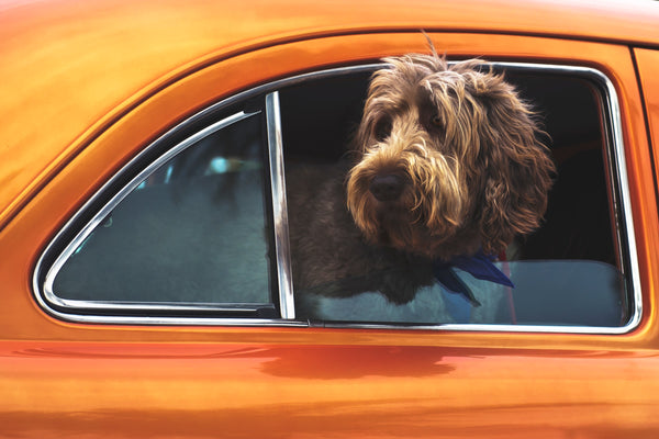 Taking Your Dog On A Holiday Road Trip